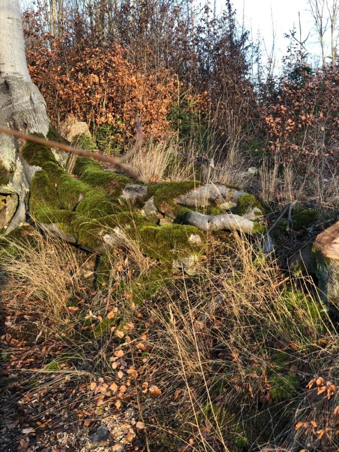 クヴェードリンブルクAm Mathildenbrunnen Kleinアパートメント エクステリア 写真
